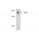 ART2 Antibody (A-2) - Western Blotting - Image 344167