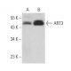 ART3 Antibody (G-10) - Western Blotting - Image 370095 