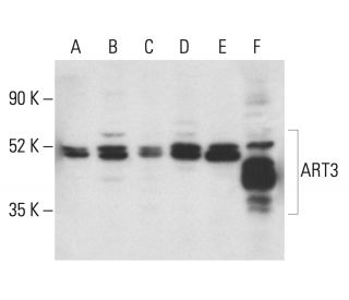 ART3 Antibody (G-10) - Western Blotting - Image 401932 