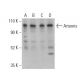 Artemis Antibody (C-8) - Western Blotting - Image 400948
