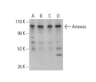 Artemis Antibody (C-8) - Western Blotting - Image 400948The Double Nickase Plasmid features a U6 promoter for sgRNA expression, a 20 nt targeting sequence, and a gRNA scaffold to guide Cas9n. It includes a CBh promoter for Cas9n (D10A) and puromycin resistance, GFP for transfection verification, and nuclear localization signals (NLS). The 2A peptide allows co-expression of Cas9n and Puro from a single promoter, enabling precise genome editing with reduced off-target effects.