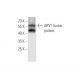 ARV1 Antibody (4G12) - Western Blotting - Image 350270