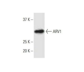 ARV1 Antibody (4G12) - Western Blotting - Image 352217 
