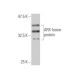 ARX Antibody (4A8) - Western Blotting - Image 350347