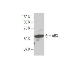 western blotting image from recommended ARX (4A8) monoclonal antibody replacement. Image 352234