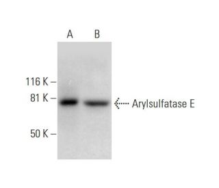 Arylsulfatase E Antibody (F-4) - Western Blotting - Image 293042