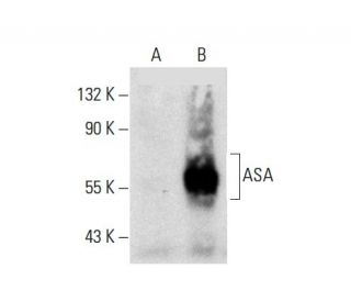 ASA Antibody (H-5): sc-365176