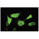 ASAHL Antibody (A19) - Immunofluorescence - Image 35580 