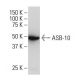 ASB-10 Antibody (QQ6) - Western Blotting - Image 34048