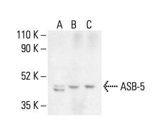 ASB-5 Antibody (E-8) - Western Blotting - Image 404949