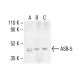 ASB-5 Antibody (E-8) - Western Blotting - Image 404949