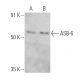 ASB-6 Antibody (H-8) - Western Blotting - Image 360579 