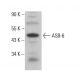 ASB-6 Antibody (H-8) - Western Blotting - Image 378518