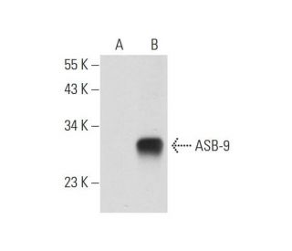ASB-9 Antibody (E-12) - Western Blotting - Image 128772 