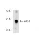ASB-9 Antibody (E-4) - Western Blotting - Image 93621 