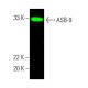 ASB-9 Antibody (E-4) - Western Blotting - Image 387647 