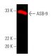 ASB-9 Antibody (E-4) - Western Blotting - Image 387648