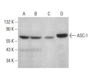 ASC-1 Antibody (D-4) - Western Blotting - Image 379914 