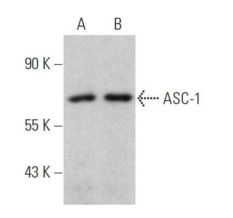 ASC 1 Antibody F 7 SCBT Santa Cruz Biotechnology