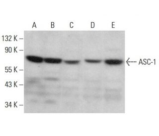 ASC-1 Antibody (F-7) - Western Blotting - Image 379891 