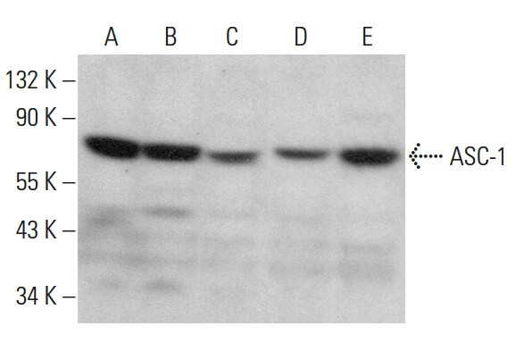 ASC 1 Antibody F 7 SCBT Santa Cruz Biotechnology