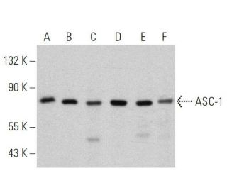 ASC-1 Antibody (F-8) - Western Blotting - Image 359513 
