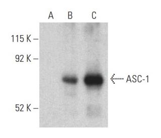 ASC 1 Antibody F 8 SCBT Santa Cruz Biotechnology