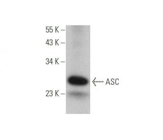 ASC TMS1 PYCARD Antibody B 3 SCBT Santa Cruz Biotechnology