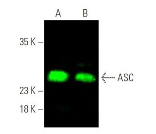 ASC TMS1 PYCARD Antibody B 3 SCBT Santa Cruz Biotechnology