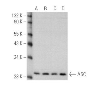 ASC TMS1 PYCARD Antibody B 3 SCBT Santa Cruz Biotechnology