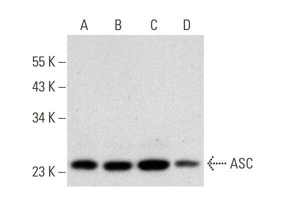 ASC TMS1 PYCARD Antibody D 3 SCBT Santa Cruz Biotechnology