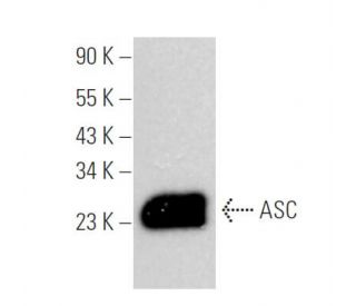 ASC TMS1 PYCARD Antibody F 9 SCBT Santa Cruz Biotechnology