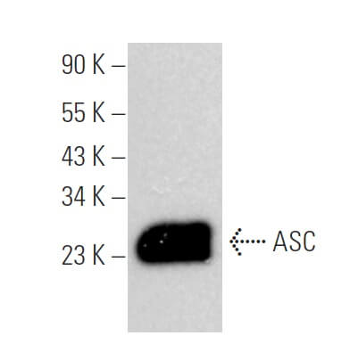 mw様 asc-antibody-f-9-western-