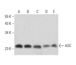 western blotting image from recommended ASC/TMS1/PYCARD (B-3) monoclonal antibody replacement. Image 320451