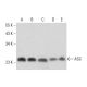 western blotting image from recommended ASC/TMS1/PYCARD (B-3) monoclonal antibody replacement. Image 320451