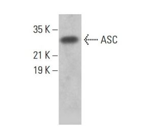 ASC/TMS1/PYCARD Antibody (B-3) - Western Blotting - Image 380164