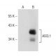 ASCL1 Antibody (D-7) - Western Blotting - Image 148738