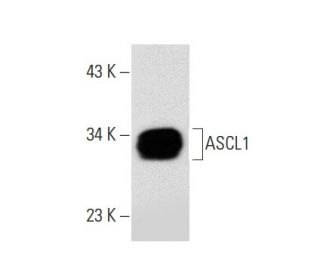 ASCL1 Antibody (D-7) - Western Blotting - Image 301360 
