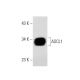 ASCL1 Antibody (D-7) - Western Blotting - Image 301360 