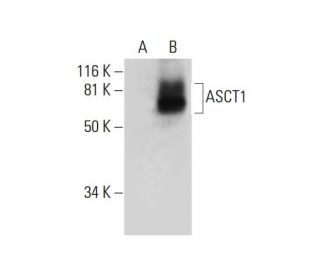 ASCT1 Antibody (C-8) - Western Blotting - Image 292918