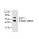 Asf1 Antibody (D-6) - Western Blotting - Image 82278