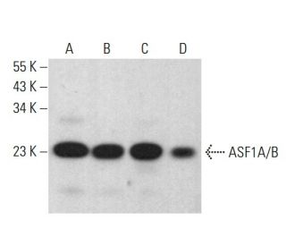 ASF1A/B Antibody (4A1/3) - Western Blotting - Image 383120 