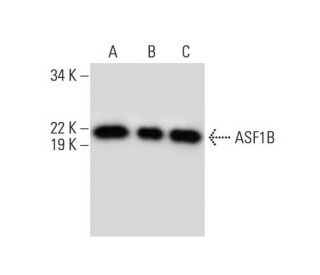 ASF1B Antibody (C-6) - Western Blotting - Image 292933 