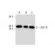 ASF1B Antibody (C-6) - Western Blotting - Image 292933 