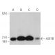 ASF1B Antibody (C-6) - Western Blotting - Image 367347 