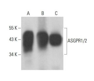 Asialoglycoprotein Receptor 1/2/ASGR1/ASGR2 Antibody (E-1) - Western Blotting - Image 376444 