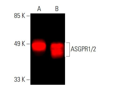 asgr1 antibody reactivity mouse