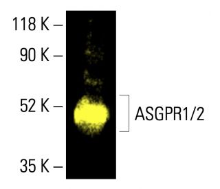Asialoglycoprotein Receptor 1/2/ASGR1/ASGR2抗体(E-1) | SCBT