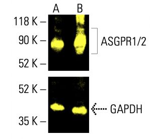 Asialoglycoprotein Receptor 1/2/ASGR1/ASGR2抗体(E-1) | SCBT