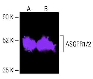 Asialoglycoprotein Receptor 1/2/ASGR1/ASGR2抗体(E-1) | SCBT